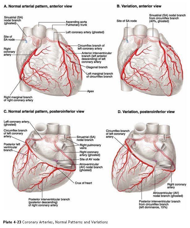 CT Coronary Angiography Cost in Delhi — From … — image 2