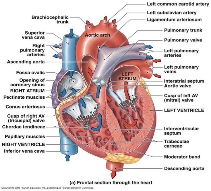 CT Coronary Angiography Cost in Delhi — From … — image 3