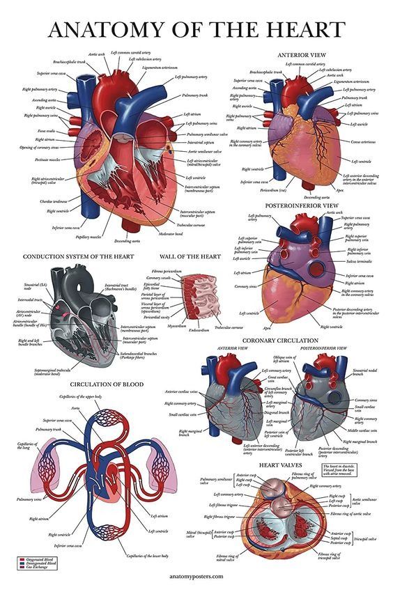 CT Coronary Angiography Cost in Delhi — From … — image 4