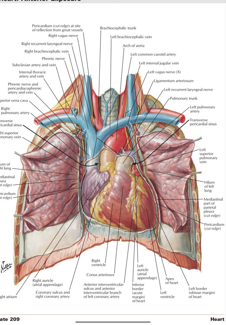 CT Coronary Angiography Cost in Delhi — From … — image 5