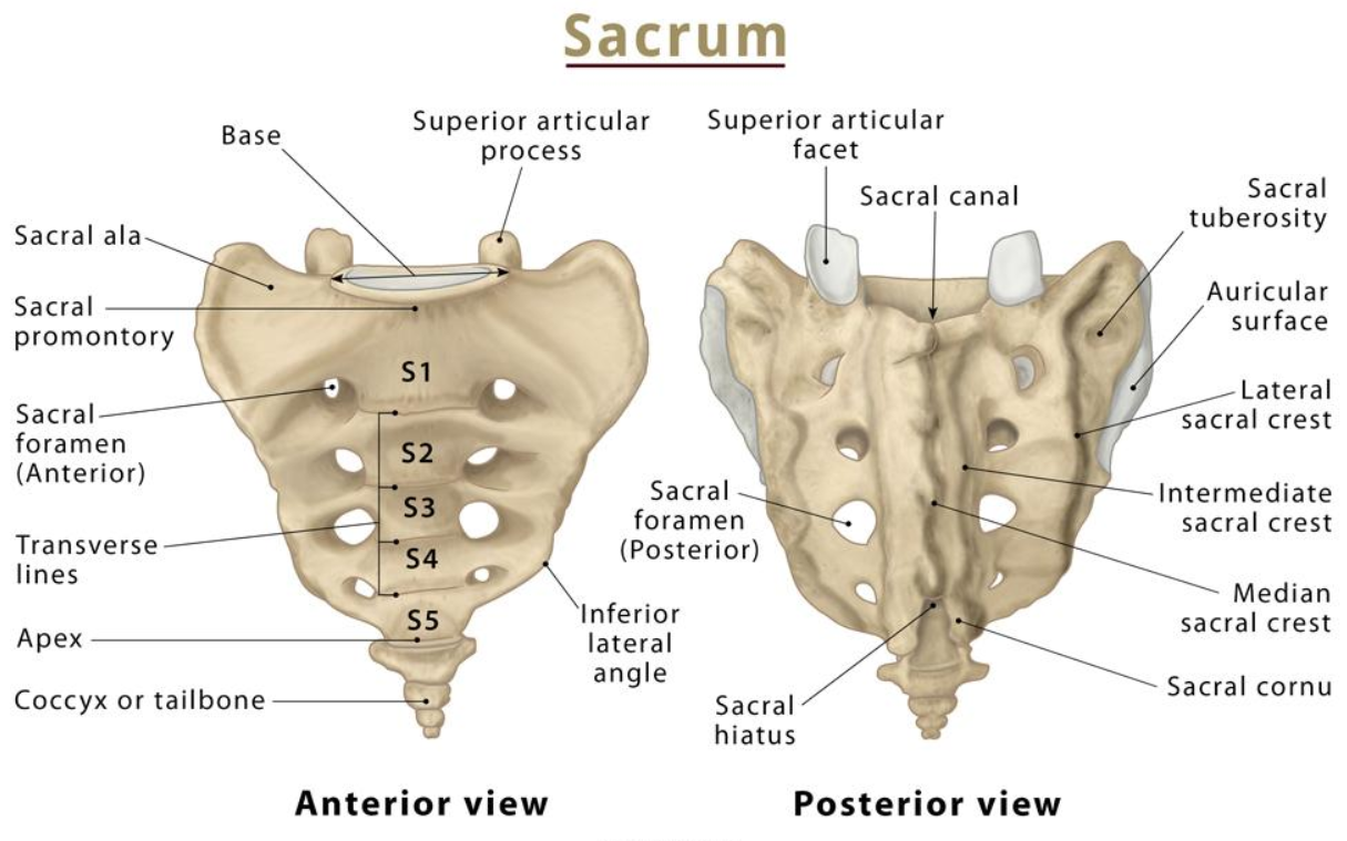MRI of the Sacrum and Coccyx (Tailbone) at … — image 1